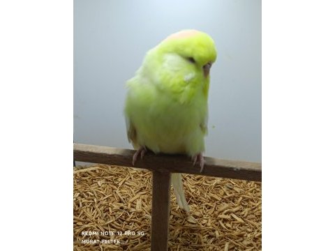 Muhabbet kuşu show jumbo