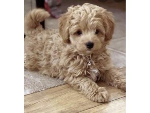Ev doğumlu maltipoo bebekler