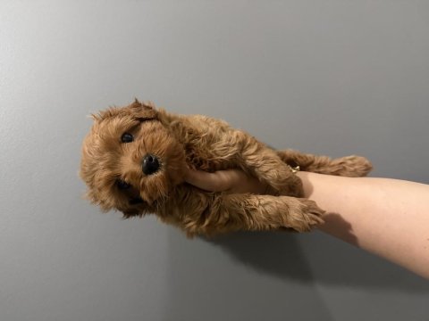 Kore poodle kızımız