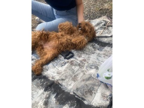 Toy poodle dişi 7 aylık