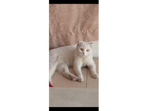 Kedimiz 1,5 yaşında kısırlaştırmadı