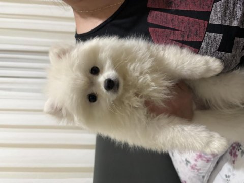 Pomeranian köpeğimiz