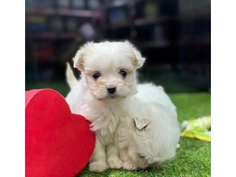 Ufak boy maltese yavrular