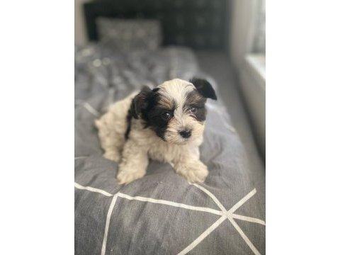 Burunsuz maltipoo teacup