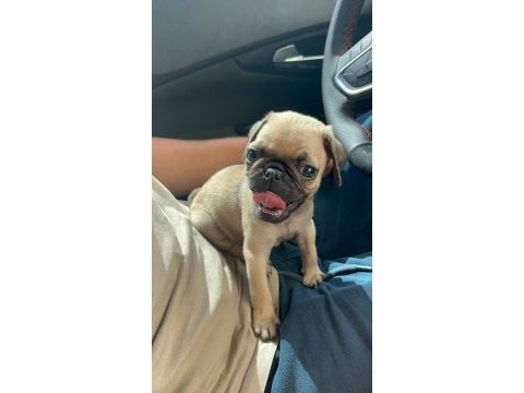Irk garantili pug yavrular