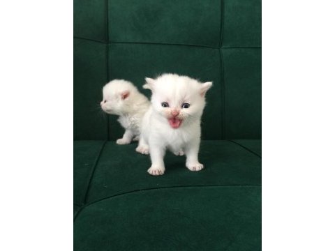 Baba secereli safkan british shorthair yavrular