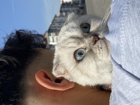 Dişi scottish fold