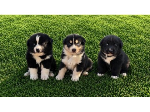 Safkan a kalite border collie yavruları