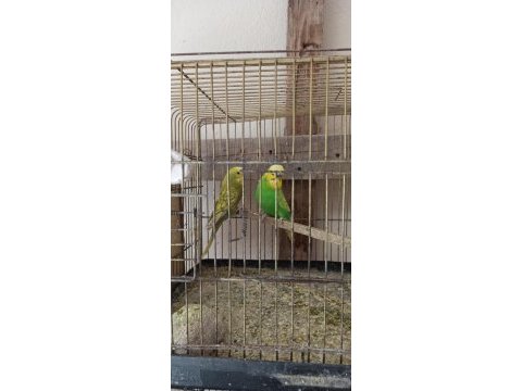 Muhabbet kuşu 1 yaşında