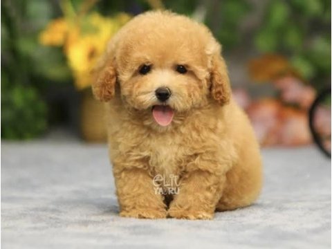 Maltipoo bebek köpekler