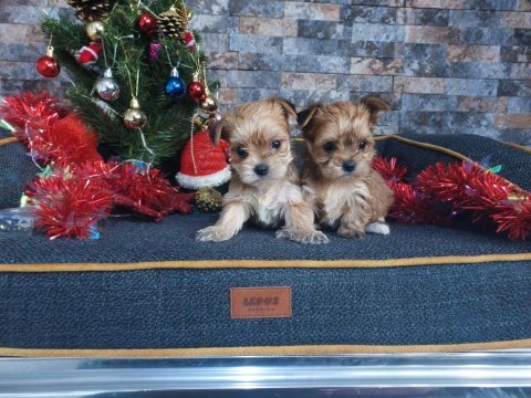 Mikro tea cup yorkshire terrier yavrumuz
