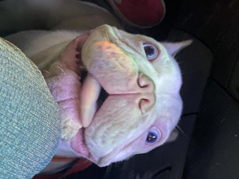 Kusursuz erkek fransız bulldog