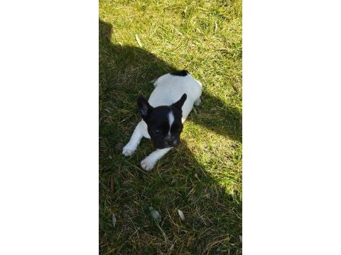 French bulldog köpekler