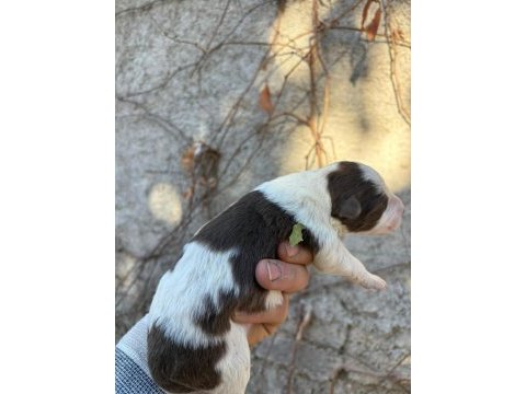29 ekim doğumlu border collie yavrular