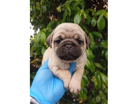 A kalite evsane pug mops bebekler sıfır burun gül kuyruk