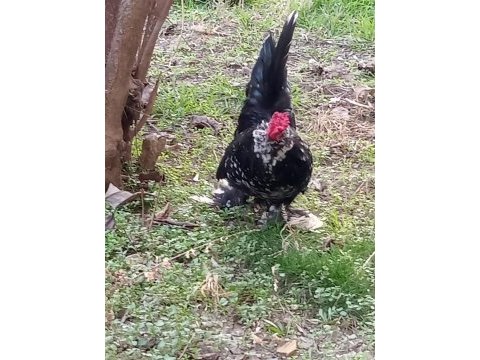 İspenç horozlar