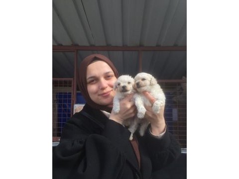 Maltese bebekler