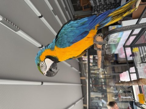Belgeli çipli sarı mavi ara macaw mutasyon