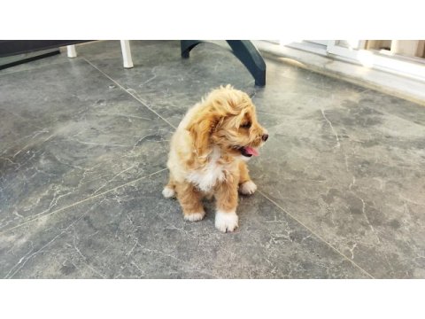 Maltipoo dişi yavru