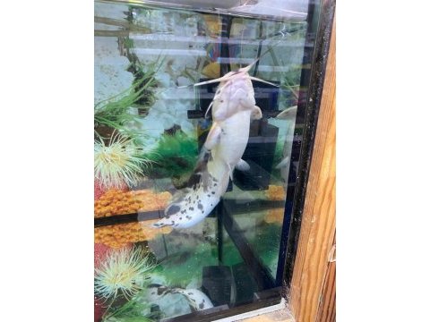 Erkut pet'den benekli clarias kedi balığı
