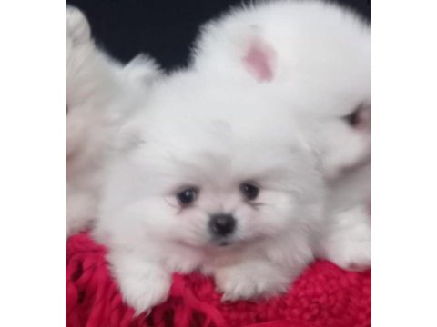 Sevimli pomeranian kızım süper kalite