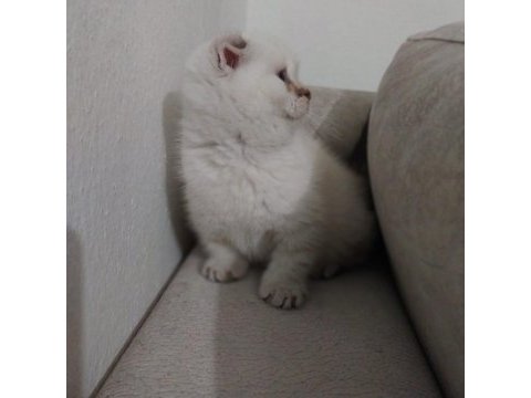 2 aylık dişi safkan scottish fold