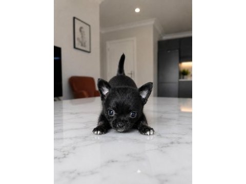 Mikro teacup boy ikiz bebek köpekler
