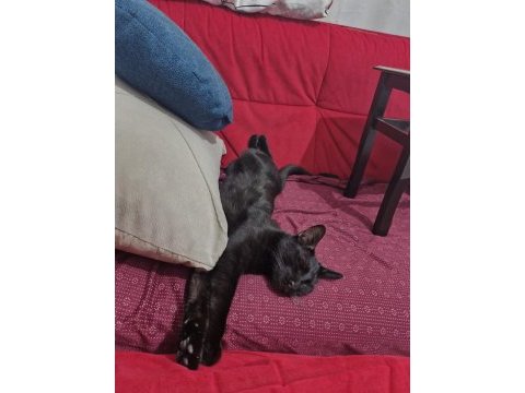 Bir yaşında kısır kara kedimiz
