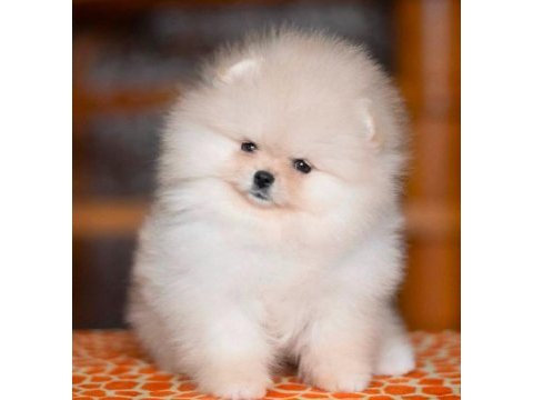 Erkek- dişi kar beyaz pomeranian yavrularımız