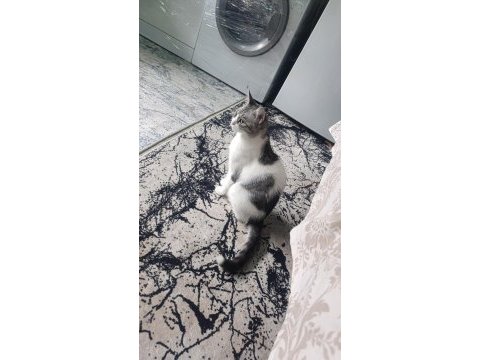 Kedime acil yuva arıyorum