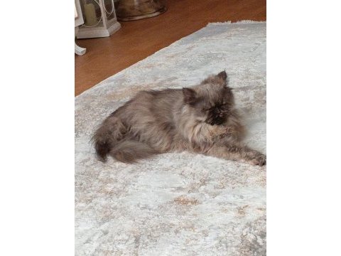 İran chinchilla kedisi