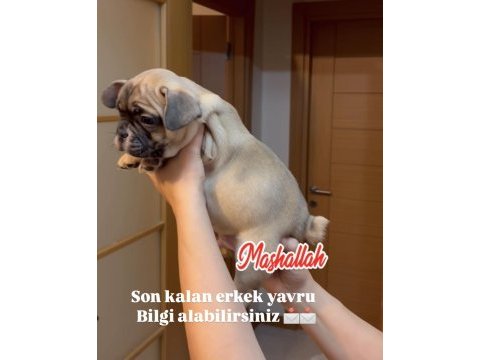 Son erkek french bulldog