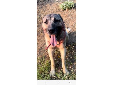 Kurtçu kangal köpeği