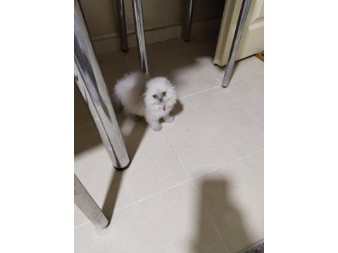 Scottish fold blue point longhair 78 günlük dişi