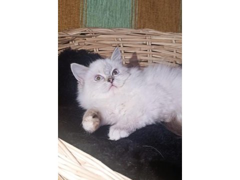 Ragdoll yıldızım