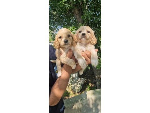 A kalite orjinal cavalier king charles yavrularımız