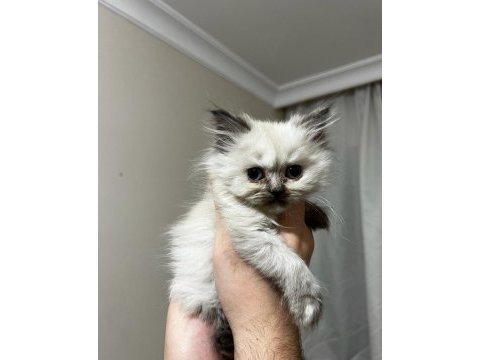 2 aylık british longhair