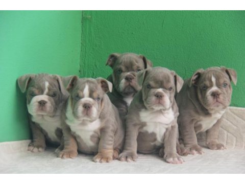 Sitenin en renkli en mütevazi bulldog şekerleri