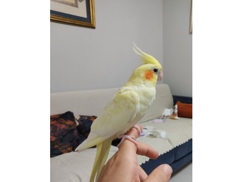 Yavru sultan papağanı 4 aylık