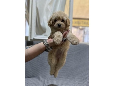 Maltipoo yavrularımız kayısı renk