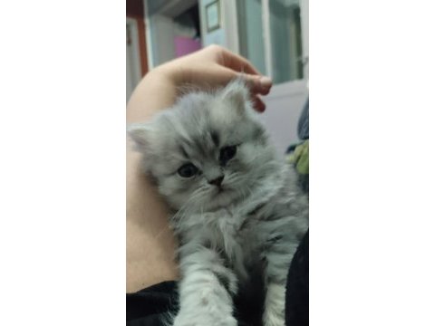 Kendi kedimin son british longhair yavrusu