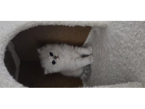 British longhair yavrular