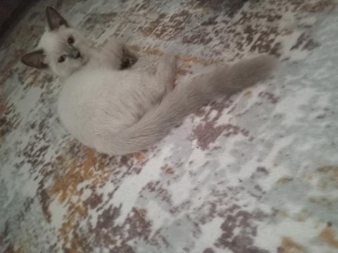 Kedi anne scottish baba british