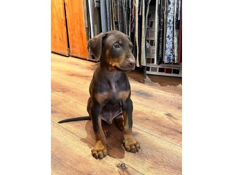 Kızıl doberman