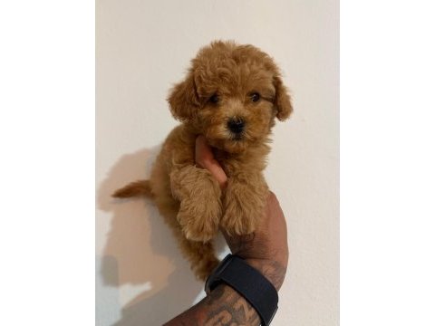 Toy poodle bebekler