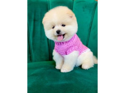 Orijinal pomeranian boo yavruları