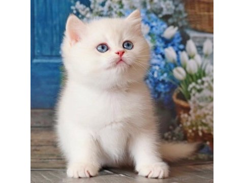 Kar beyaz silver british shorthair 