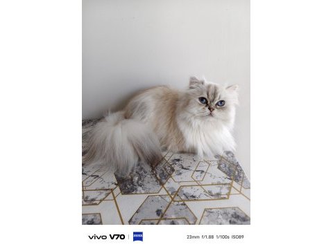 Kısır british longhair ücretsiz sahiplendirme