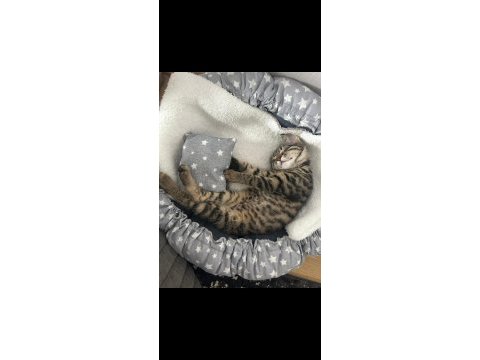 1 şubat doğumlu yavru tekir