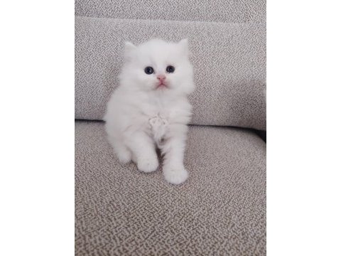 Kar beyazı british longhair yavrular